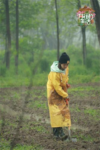 杨紫.jpg
