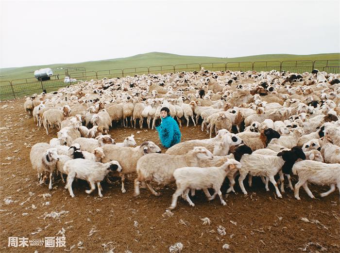 郭采洁置身羊群中.jpg